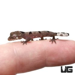 Baby Malayan Spiny Tailed Geckos For Sale - Underground Reptiles