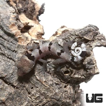 Baby Malayan Spiny Tailed Geckos For Sale - Underground Reptiles