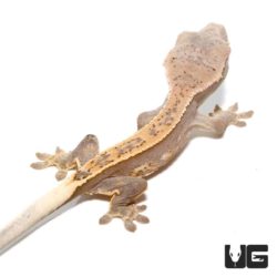 Baby Orange Harlequin Dalmatian Pinstripe Crested Geckos For Sale - Underground Reptiles