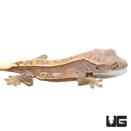 Baby Orange Harlequin Dalmatian Pinstripe Crested Geckos For Sale - Underground Reptiles