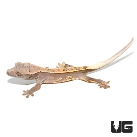Baby Orange Harlequin Dalmatian Pinstripe Crested Geckos For Sale - Underground Reptiles