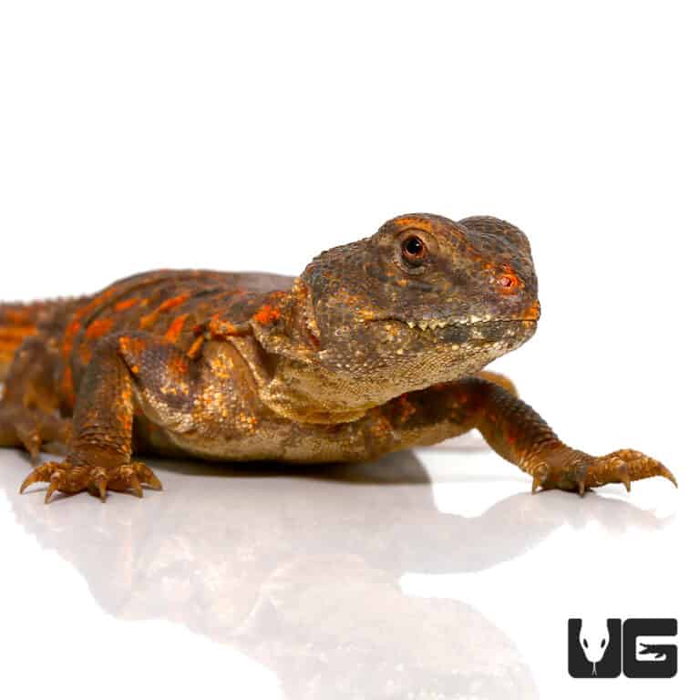 Uromastyx For Sale - Underground Reptiles