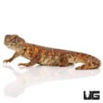 Baby Saharan Red Uromastyx For Sale - Underground Reptiles