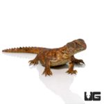 Baby Saharan Red Uromastyx For Sale - Underground Reptiles