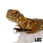 Baby Saharan Yellow Uromastyx For Sale - Underground Reptiles