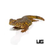 Baby Saharan Yellow Uromastyx For Sale - Underground Reptiles