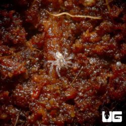 Baby Six Spotted Fishing Spiders for sale - Underground Reptiles
