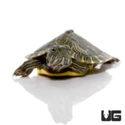 Baby Southern River Cooter Turtle For Sale - Underground Reptiles