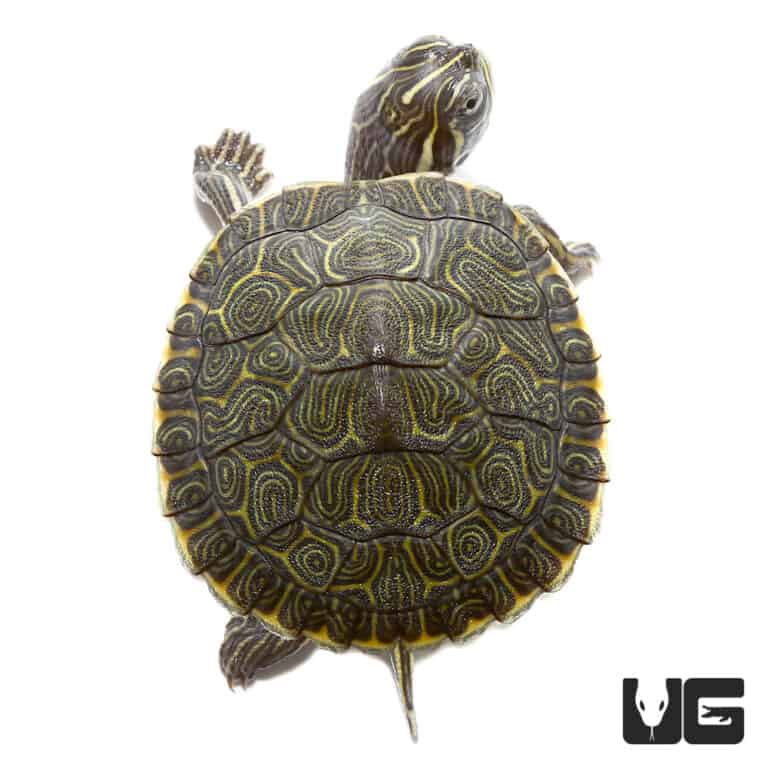 Baby Southern River Cooter Turtle For Sale - Underground Reptiles