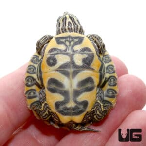 Baby Southern River Cooter Turtle For Sale - Underground Reptiles