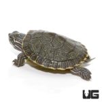 Baby Southern River Cooter Turtle For Sale - Underground Reptiles