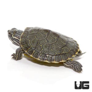 Baby Southern River Cooter Turtle For Sale - Underground Reptiles