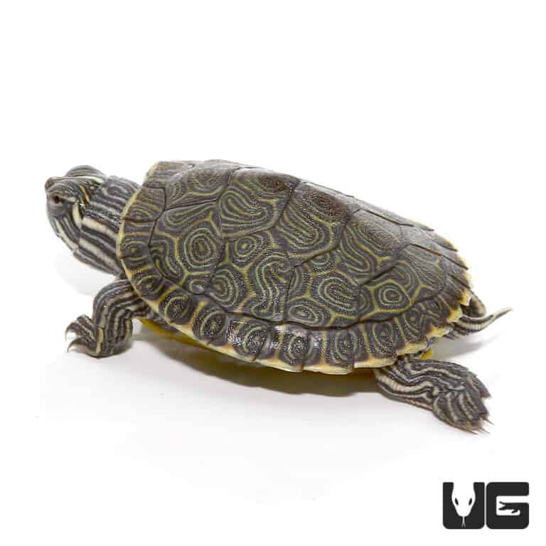 Baby Southern River Cooter Turtle For Sale - Underground Reptiles