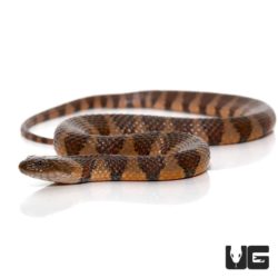 Baby Suriname Brown Banded Water Snake for sale - Underground Reptiles