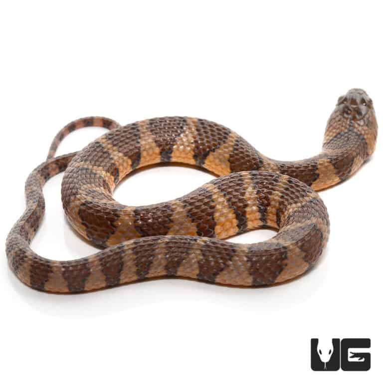 Baby Suriname Brown Banded Water Snake for sale - Underground Reptiles