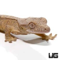 Baby Tiger Brindle Reverse Pinstripe Crested Geckos For Sale - Underground Reptiles