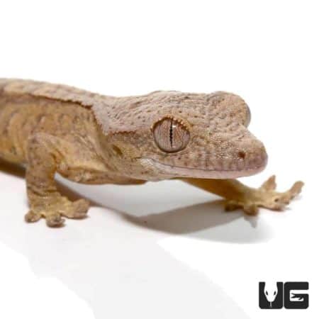 Baby Tiger Brindle Reverse Pinstripe Crested Geckos For Sale - Underground Reptiles