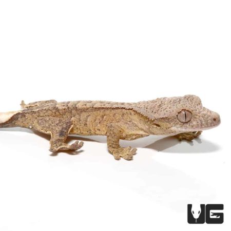 Baby Tiger Brindle Reverse Pinstripe Crested Geckos For Sale - Underground Reptiles