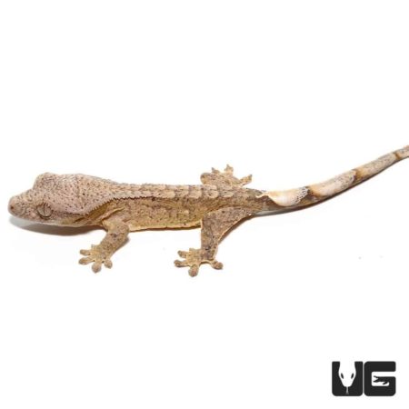 Baby Tiger Brindle Reverse Pinstripe Crested Geckos For Sale - Underground Reptiles