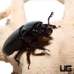 Bess Beetle for sale - Underground Reptiles