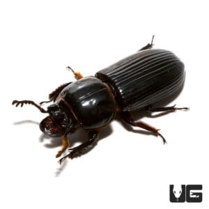 Bess Beetle for sale - Underground Reptiles