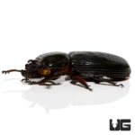 Bess Beetle for sale - Underground Reptiles