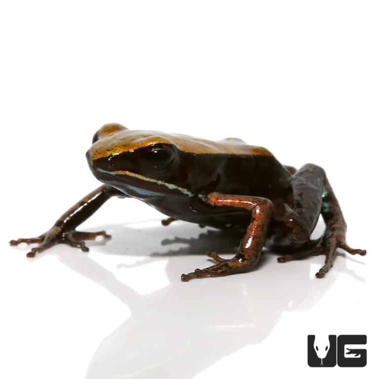 Bronze Mantellas (Mantella betsileo) For Sale Underground Reptiles