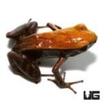 Bronze Mantellas For Sale - Underground Reptiles
