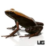 Bronze Mantellas For Sale - Underground Reptiles