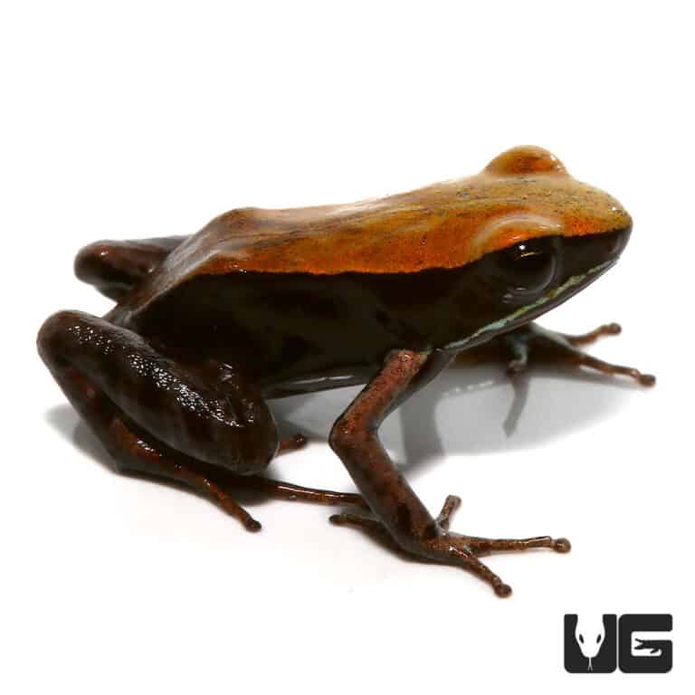 Bronze Mantellas (Mantella betsileo) For Sale Underground Reptiles