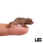 Baby Jackson Chameleons For Sale - Underground Reptiles