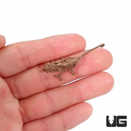 Baby Jackson Chameleons For Sale - Underground Reptiles