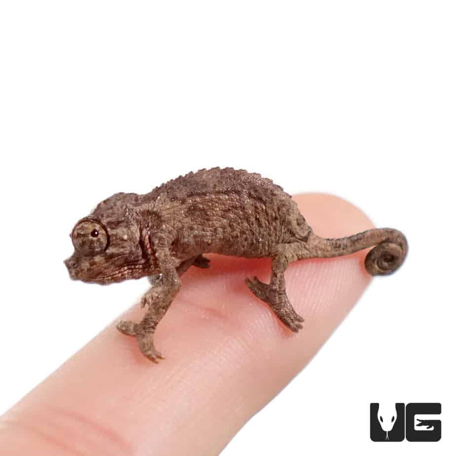 Baby Jackson Chameleons (Trioceros jacksonii) For Sale - Underground