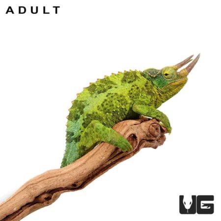 Baby Jackson Chameleons For Sale - Underground Reptiles