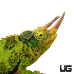 Jacksons Chameleons For Sale - Underground Reptiles