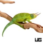Jacksons Chameleons For Sale - Underground Reptiles