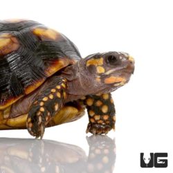 Colombian Redfoot Tortoises For Sale - Underground Reptiles