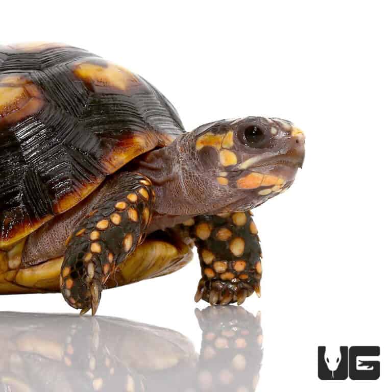 Colombian Redfoot Tortoises For Sale - Underground Reptiles