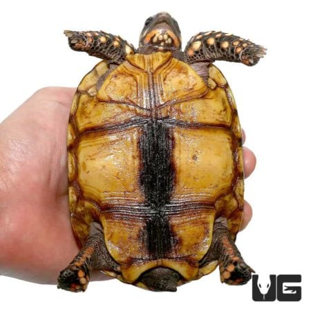 Colombian Redfoot Tortoises For Sale - Underground Reptiles