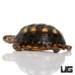 Colombian Redfoot Tortoises For Sale - Underground Reptiles