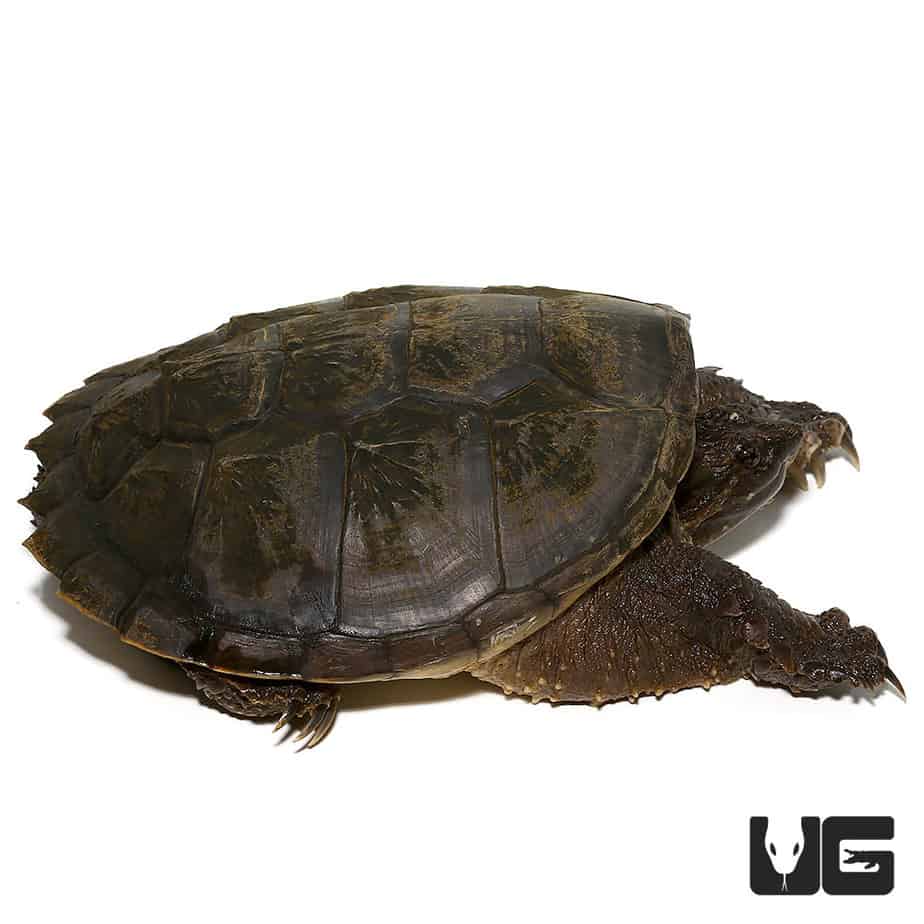 Common Snapping Turtles (Chelydra serpentina) For Sale - Underground ...