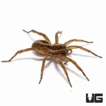 Common Wolf Spiders for sale - Underground Reptiles