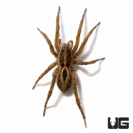 Common Wolf Spiders for sale - Underground Reptiles