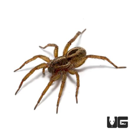 Common Wolf Spiders for sale - Underground Reptiles