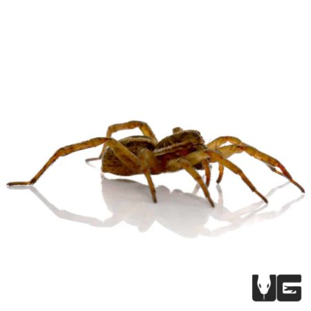 Common Wolf Spiders for sale - Underground Reptiles