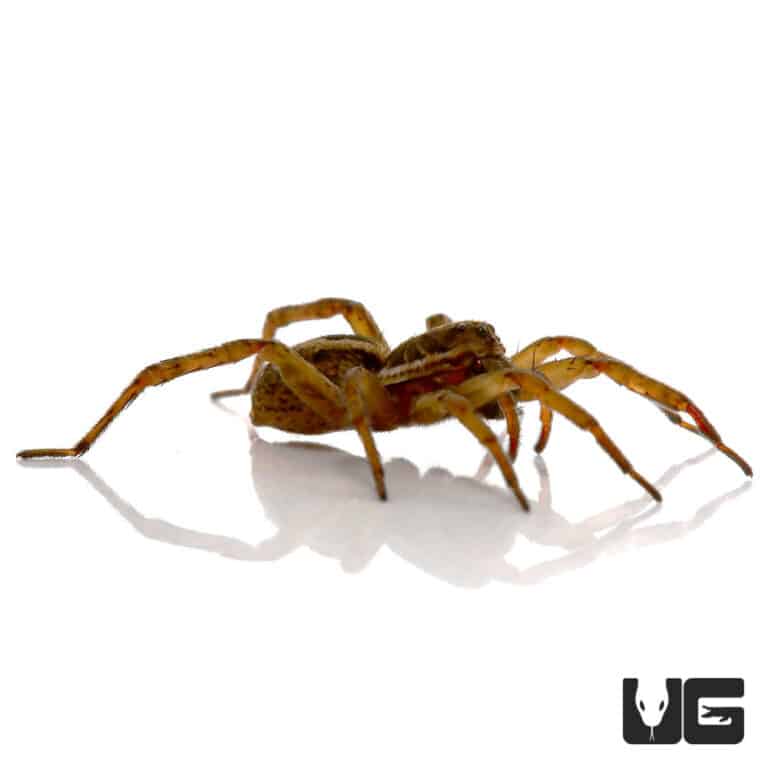 Common Wolf Spiders for sale Underground Reptiles