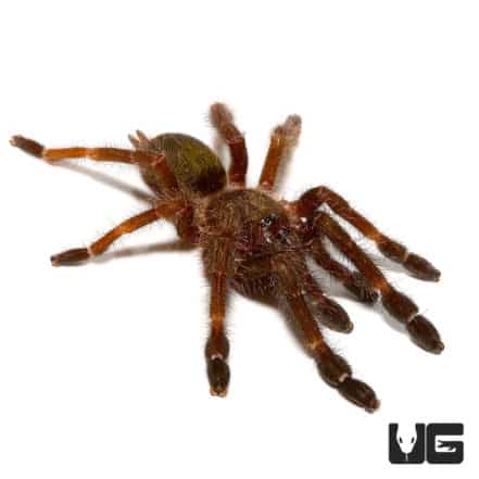 Costa Rican Orange Mouth Tarantula (.75 - 1.25'') - Underground Reptiles