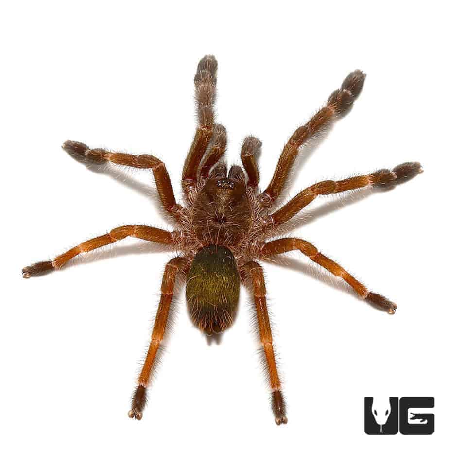 Costa Rican Orange Mouth Tarantula (2 - 3'') - Underground Reptiles