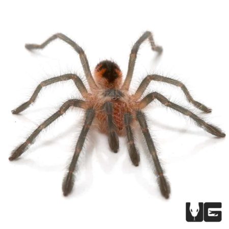 Duran Giant Birdeater Tarantula (Pamphobeteus sp Duran) For sale ...