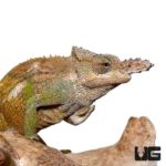 Dwarf Fischer's Chameleons for sale - Underground Reptiles